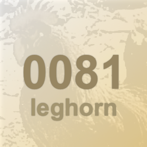 0081 leghorn