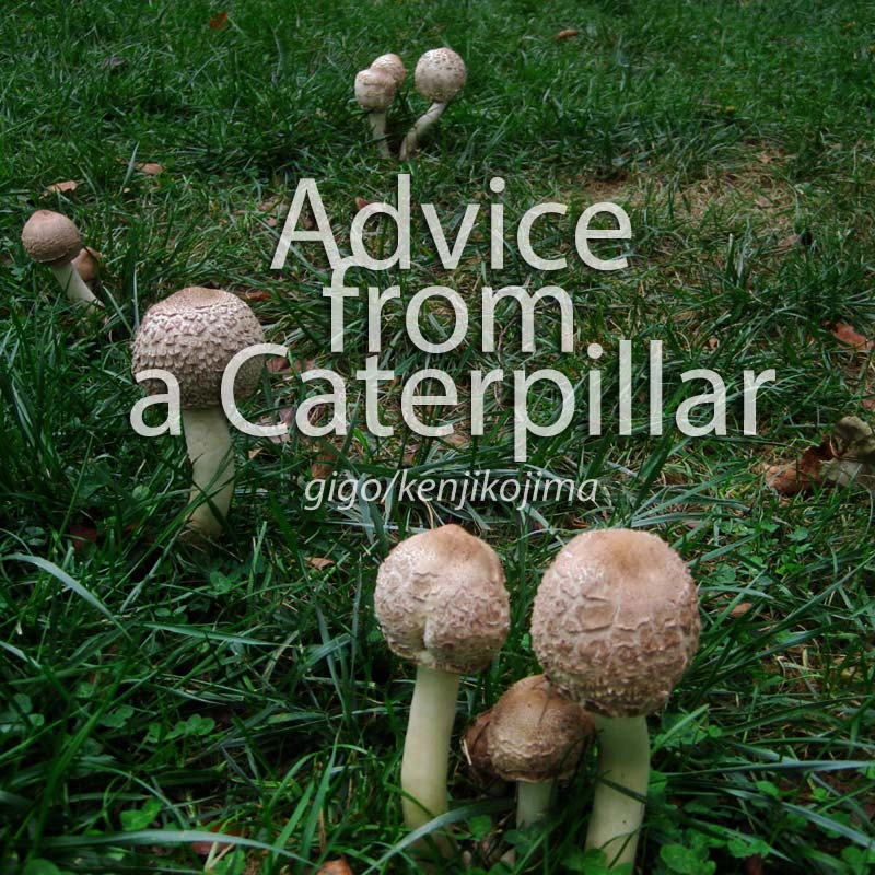 Advice from a Caterpillar