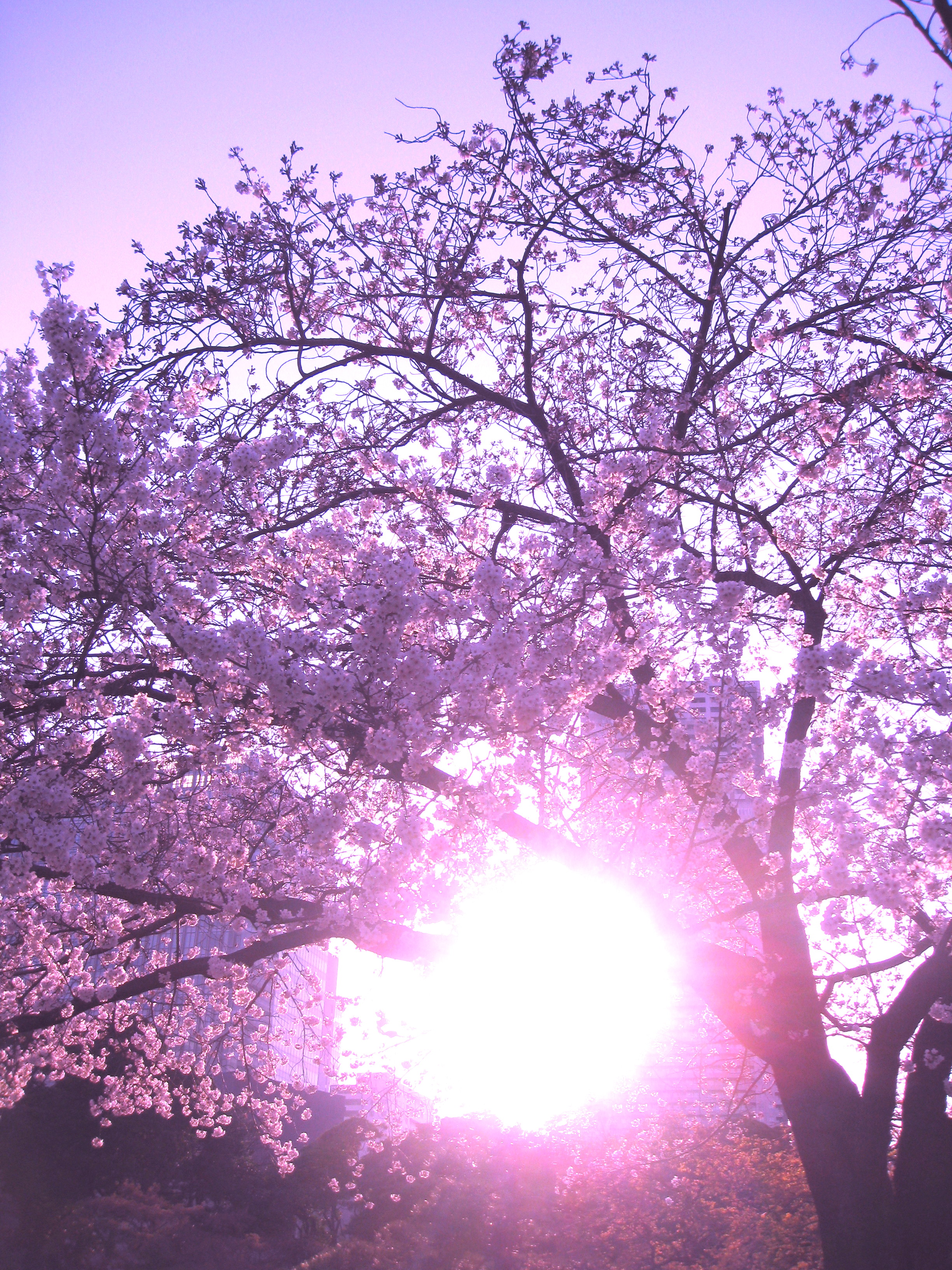 Sakura Lullaby