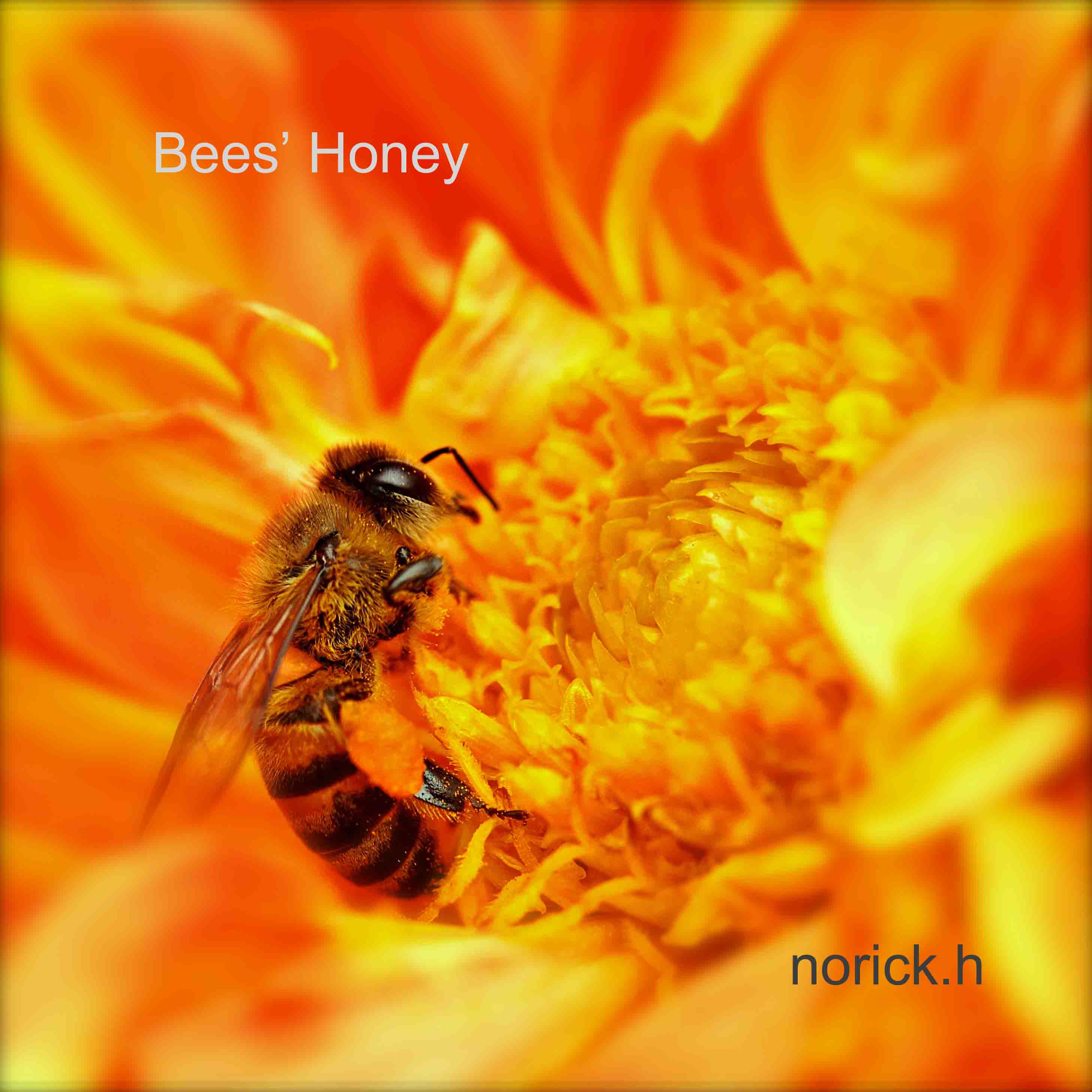 Bees Honey