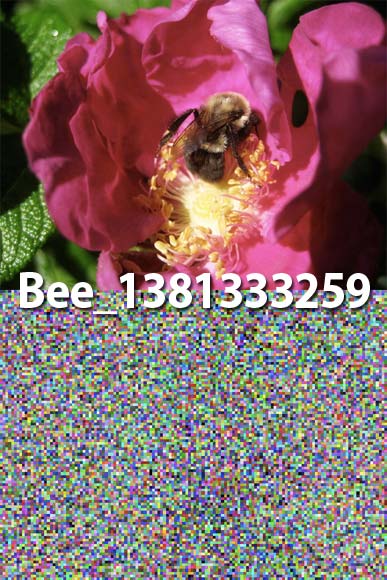 Bee_1381333259