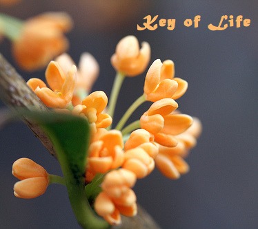 One More Song ~ Key of Life