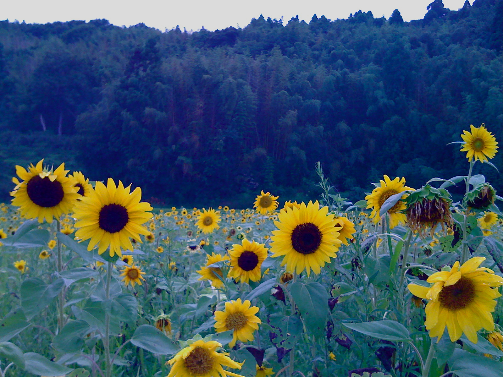 ����ΤԤ���