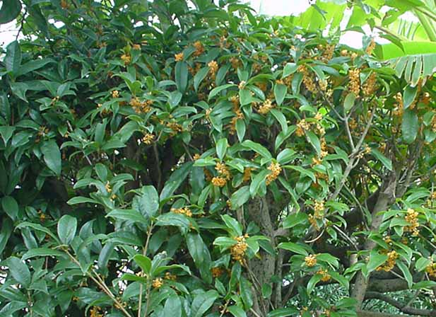 ���ںԤκ�ƻ��