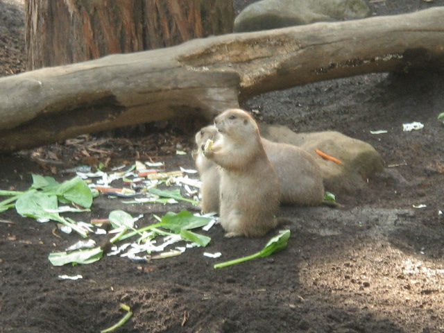 ���̤��ˤ�