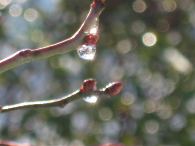 �Ƥ��󤵤��̲�