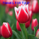 THANKS FOR TULIP