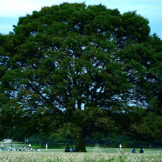 Nobody knows the trouble I've seen - Traditional