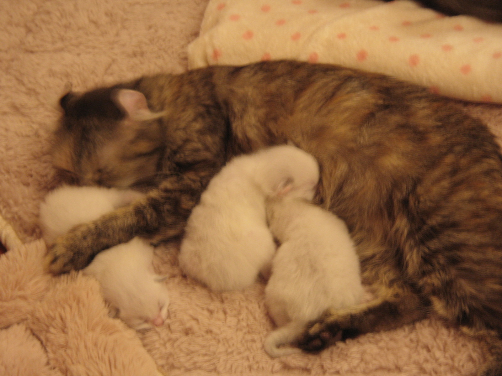 �����Τ϶�ꤵ