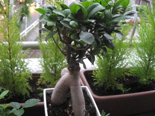 5�������ˤ�룳�Ϥ����裲��