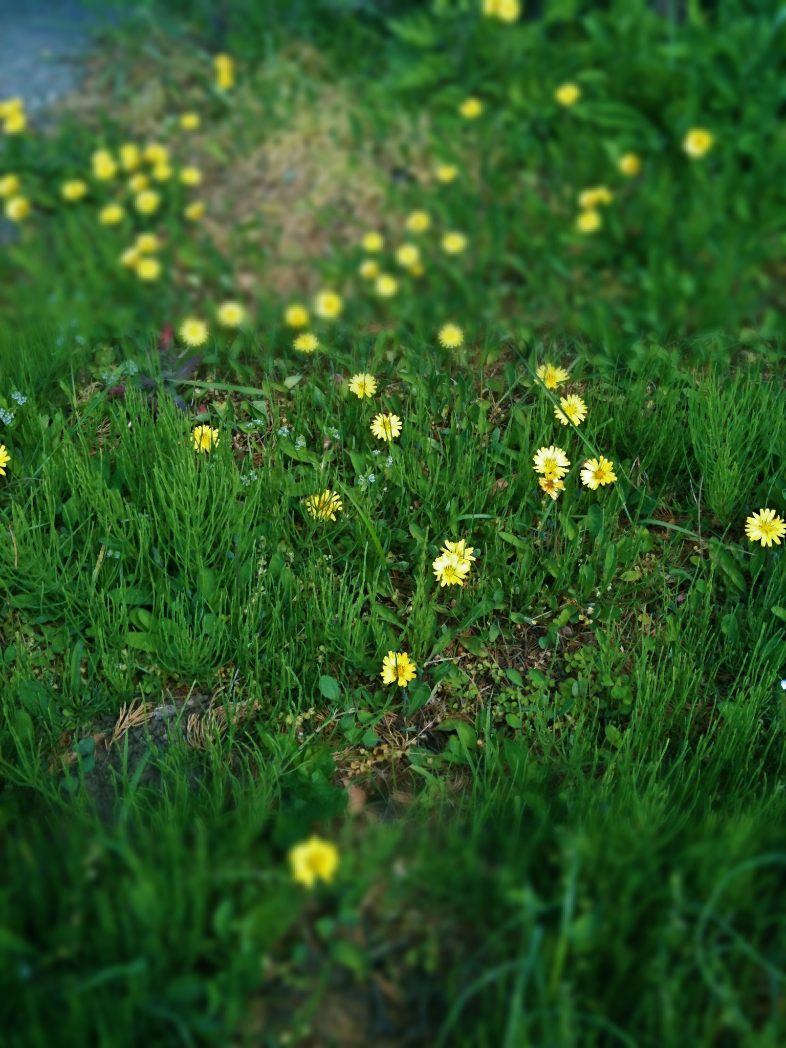 ���Ƥ󤷤����������