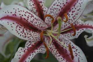 Root Noise 6ーよかったね、アイ!