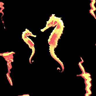 Seahorse��September