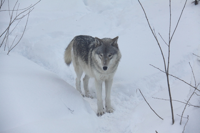 ����ɹ��