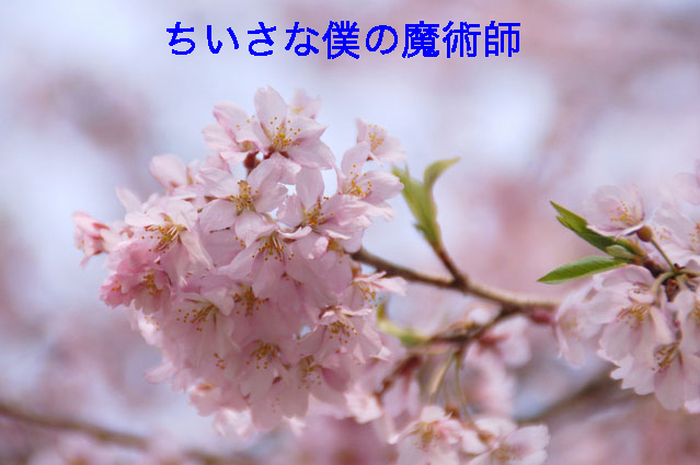 �������ͤ���ѻ�