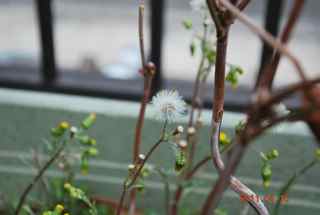 �Ĥ������ʤ��Ĥ��ϰ²���