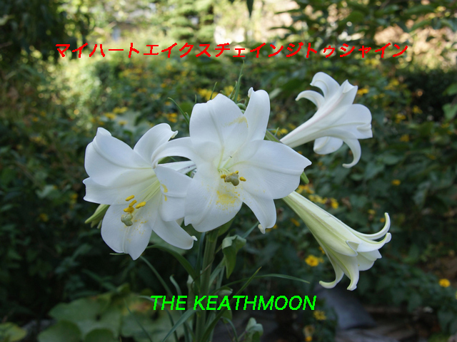 My Heartaches Change To Shine