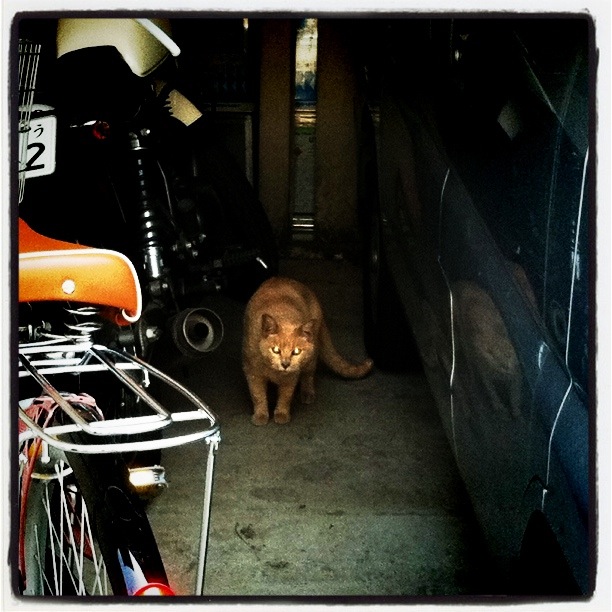 ���Υ�ץꥫ with koo