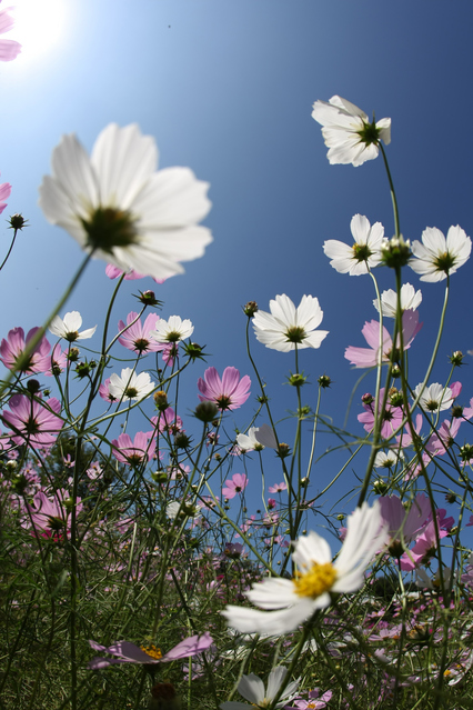 �����⥹�ˤ�����