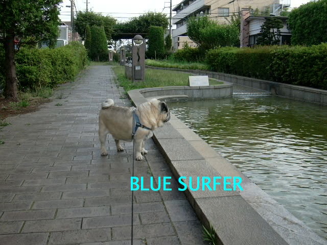 BLUE SURFER