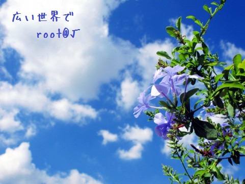 ���������ǡʥ��������ǡ�