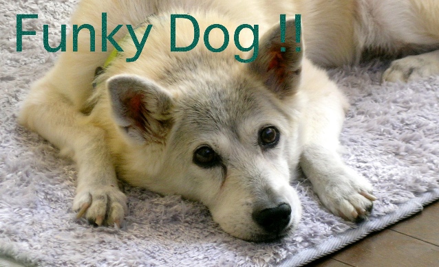Funky Dog !!