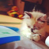 �ե�åȤʤ���