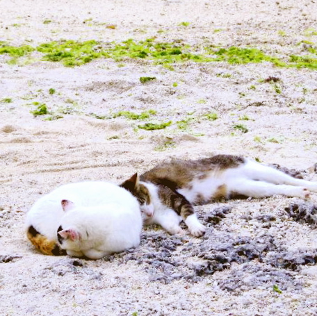 �Ͷ��βƥե����������