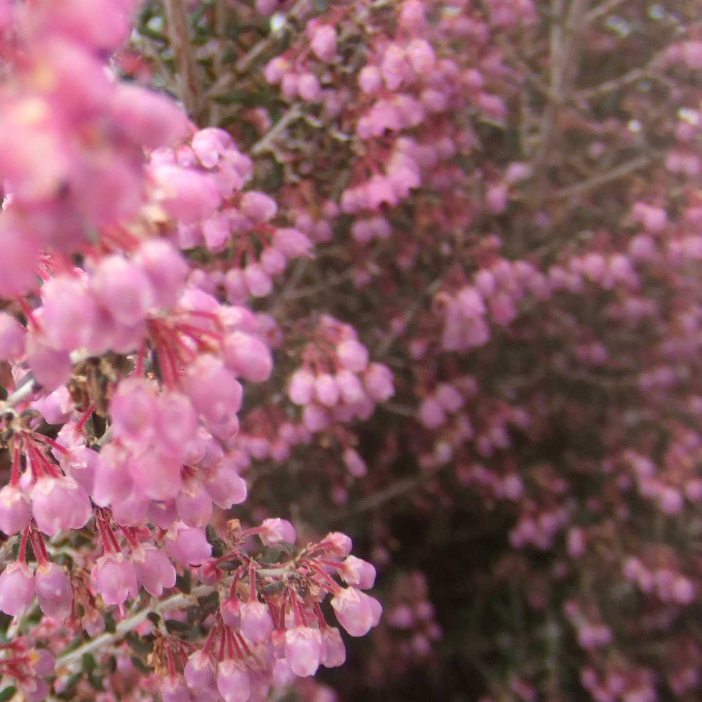 Erika��PD�ʡ�