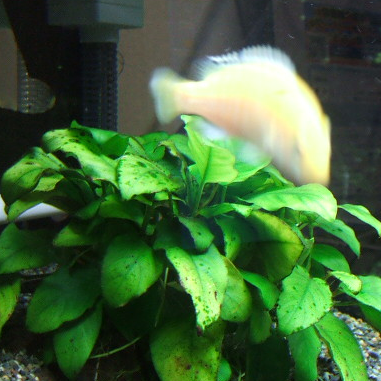 �����Ǥ��줿�������