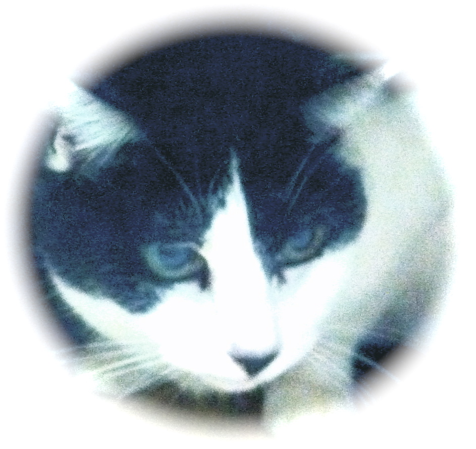 ���դ��ʤ���