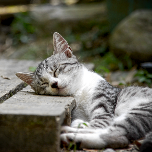 ���ʤФ�����