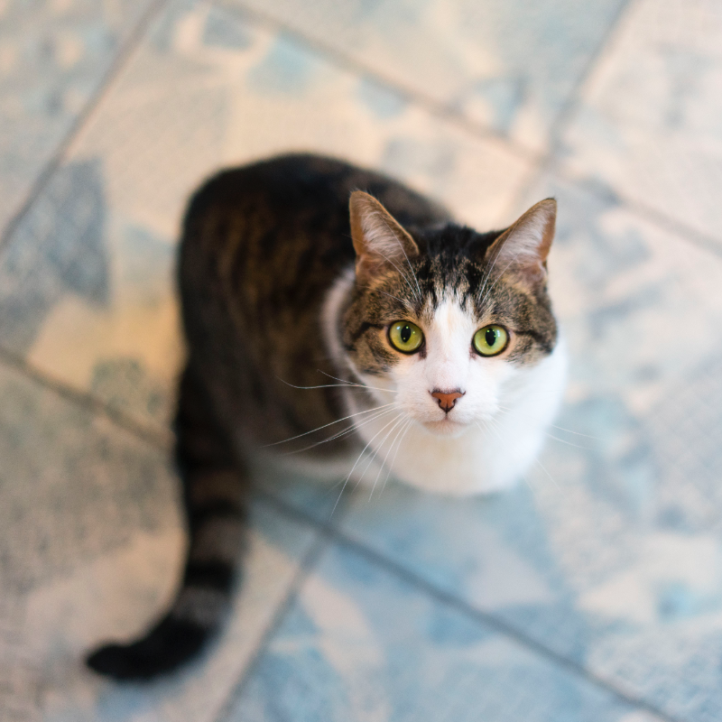 ���������� feat.KIRITAN