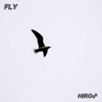 FLY