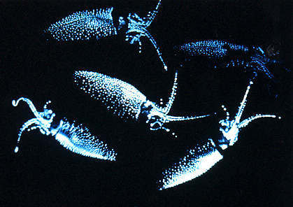 �դγ� -���������ε���-