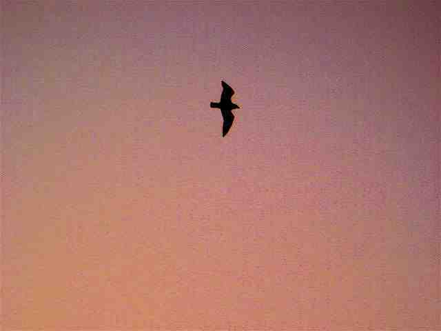 �ܤ����ä����kc mix3)