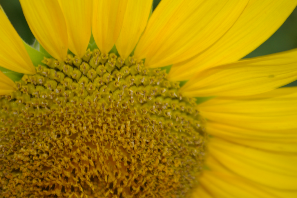 ���󥿥�ʤ���(���㿿)