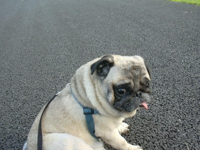 Studio Debut Boogie��