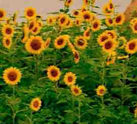 ありがとう(kcmix)