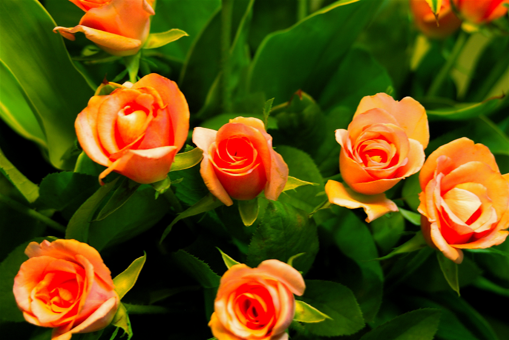 �ϤäԤ�����󤭤���(jun�Ʊ���)