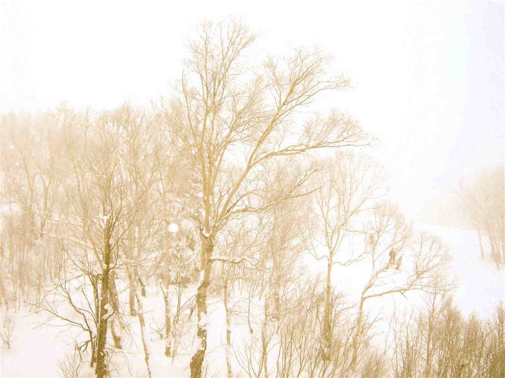 ¨���ʡ�Queenn Bee��