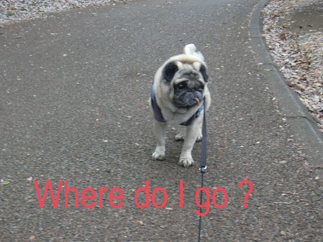 Rockin'  Dog !      w/Mustang