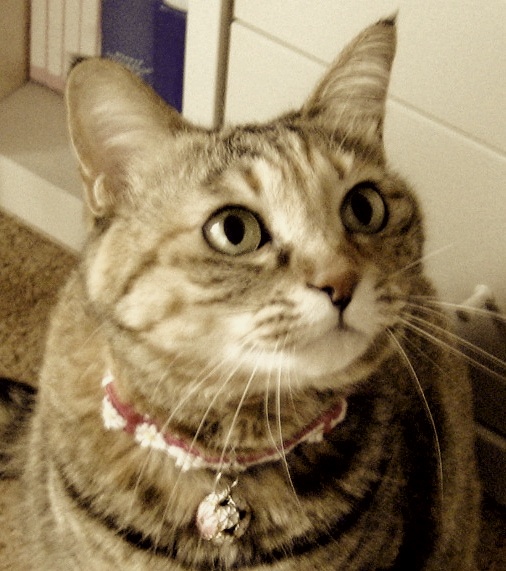 ���ȥɥ饤���ʲ����