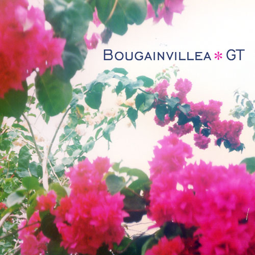 Bougainvillea