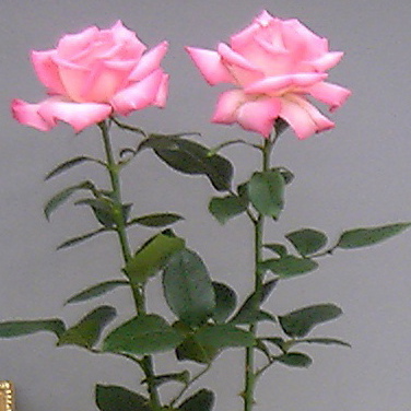 ̴�褤�Ĥ���