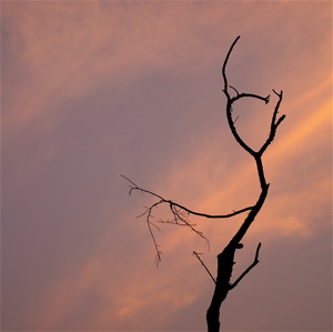 This Music has no Sound