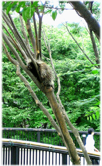 �����ޥ󣲤�Ļ�ˤʤ졪