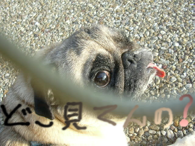 One More Jug of Beer!