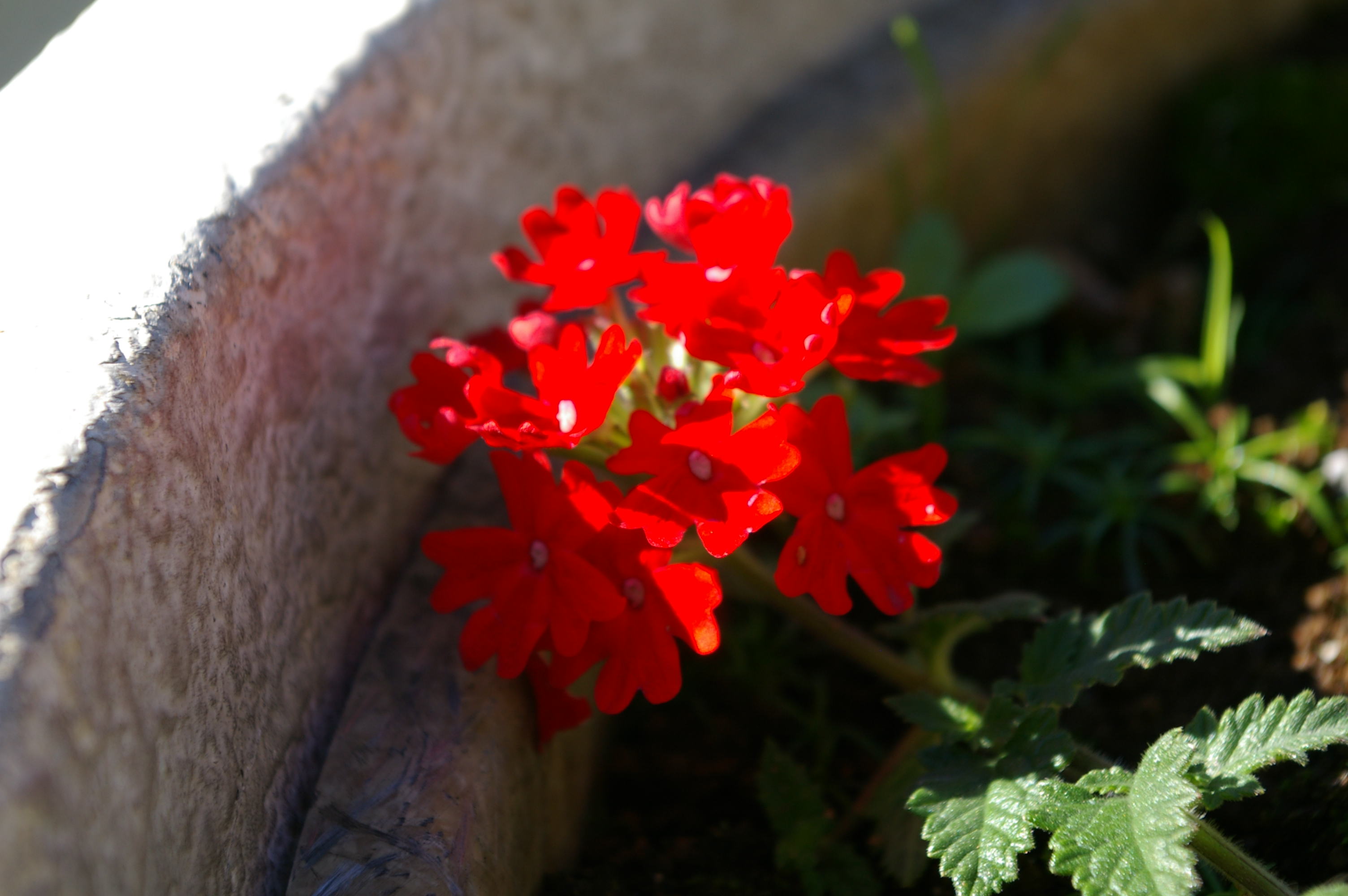 pikkicchee,Go!!!!!!!!!!!!