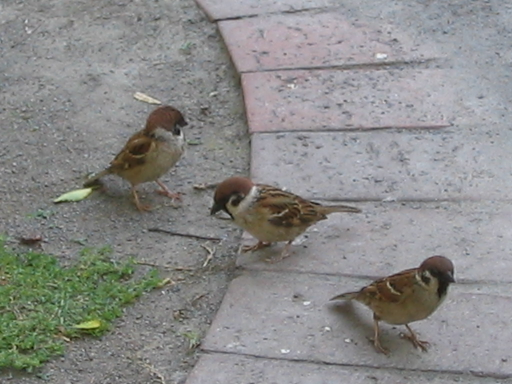 ��äѥ�إ󥸥������������